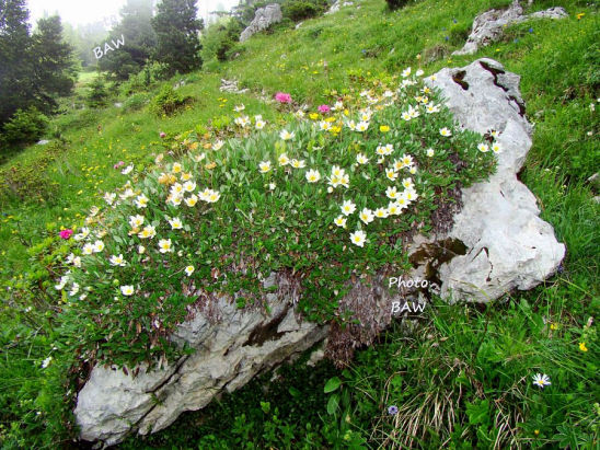 Flore du massif de la chartreuse