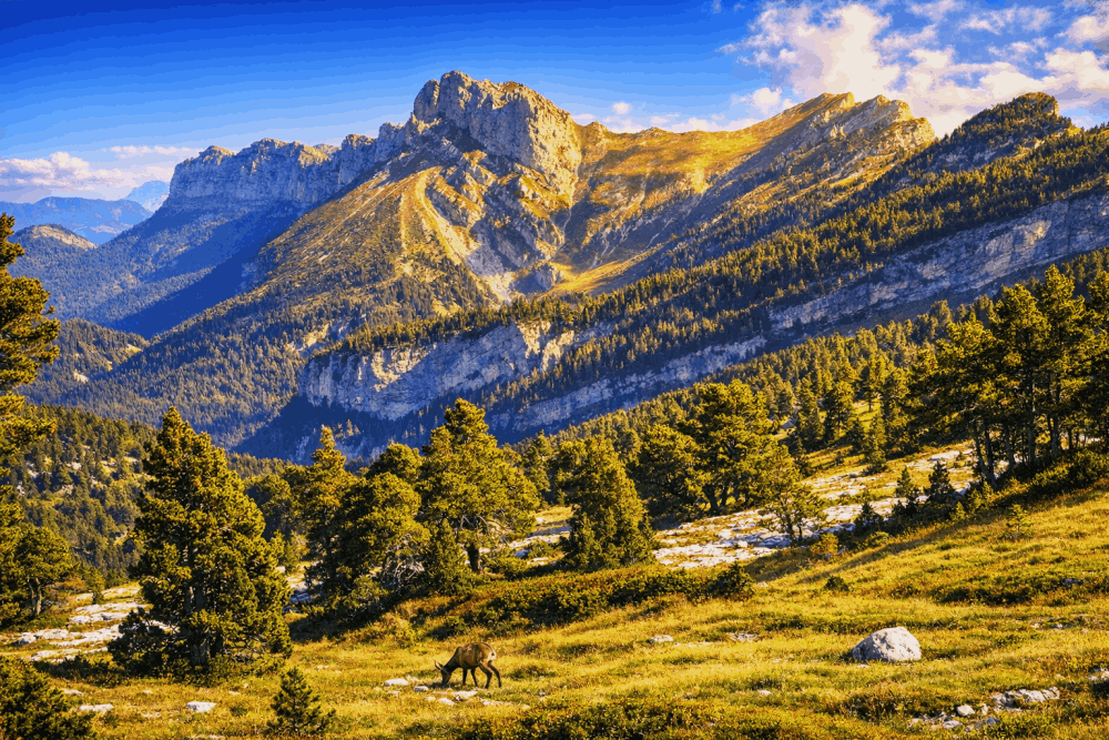 Chamois  broutant sur le plateau de Crolles massif de la Chartreuse