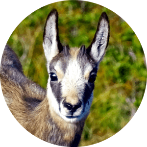 randonnées massif de la Chartreuse