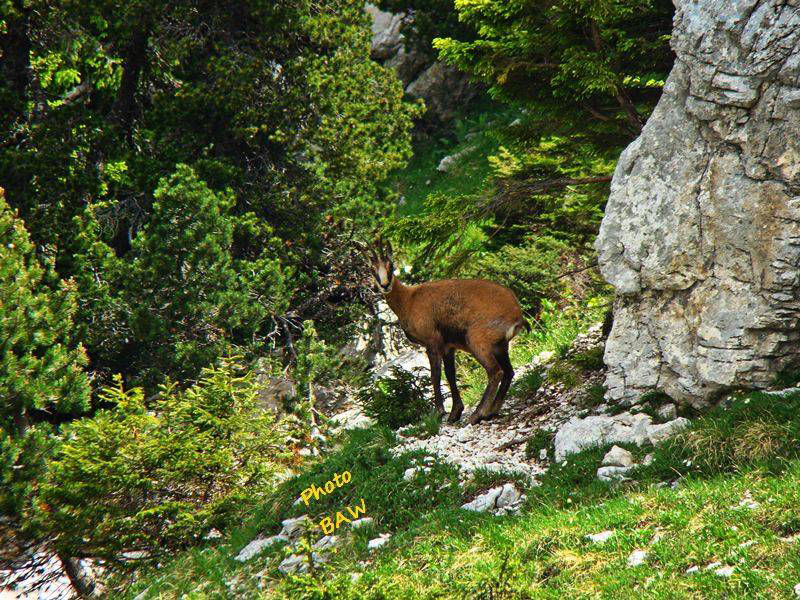 Chamois en Chartreuse randonnée