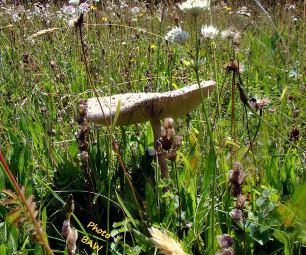 randonnée col de Marcieu massif de la Chartreuse