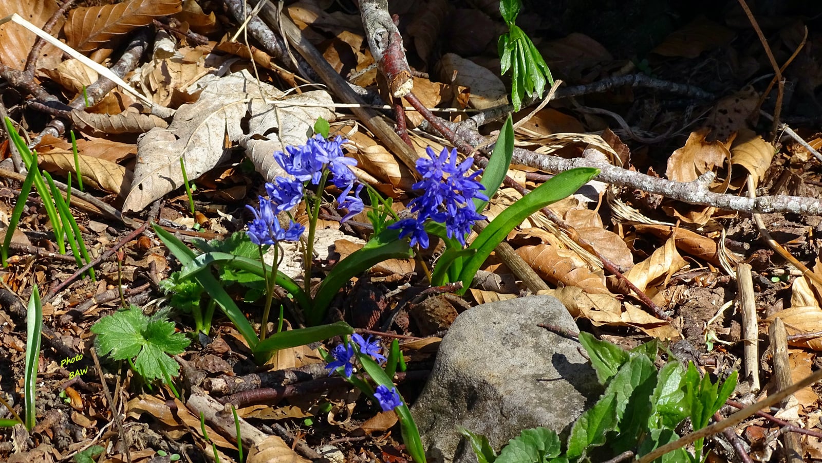 randonnée au Mont Joigny et la pointe de Gorgeat massif de la Chartreuse