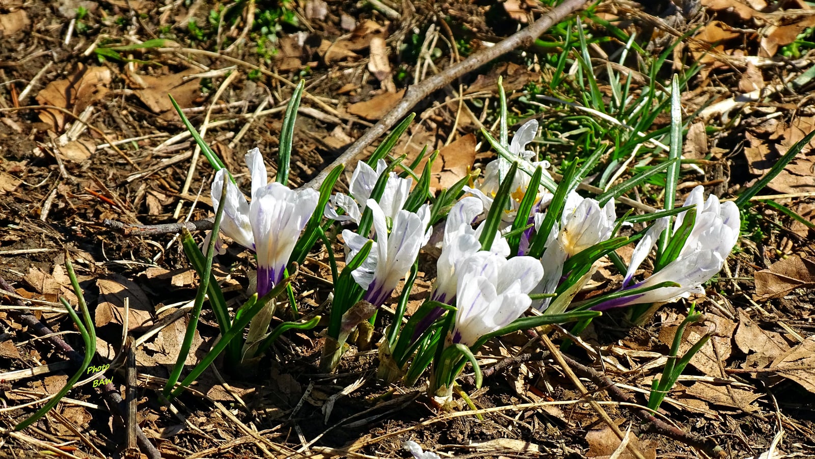 randonnée au Mont Joigny et la pointe de Gorgeat massif de la Chartreuse