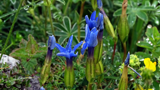 Flore du massif de la chartreuse