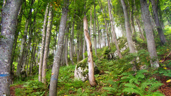 forêt domaniale d'exception du massif de la  chartreuse