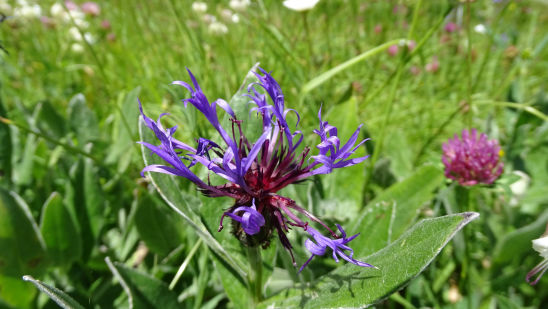 Flore du massif de la chartreuse