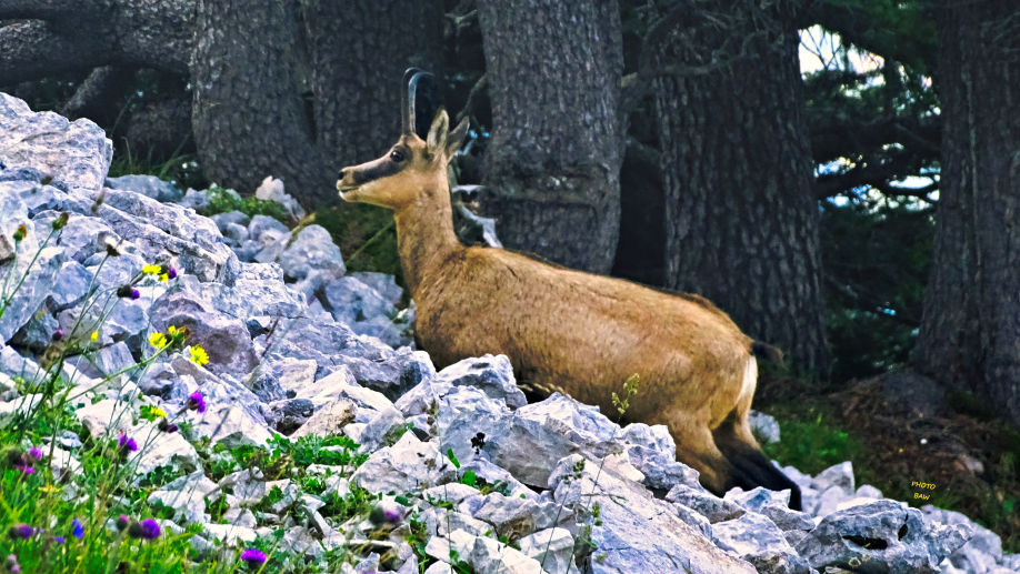 Chamois photos animalières des alpes randonnée en chartreuse par baw