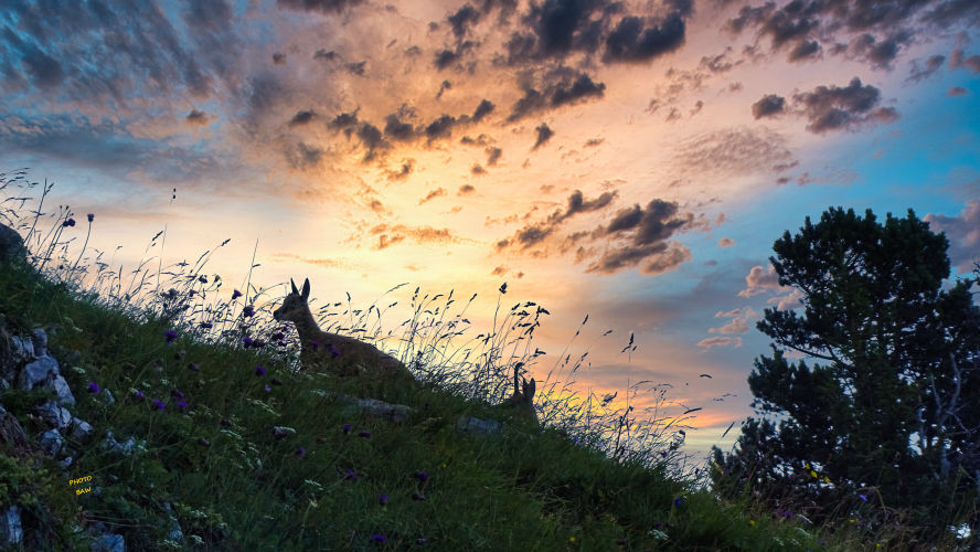 Chamois Chamechaude randonnée en Chartreuse