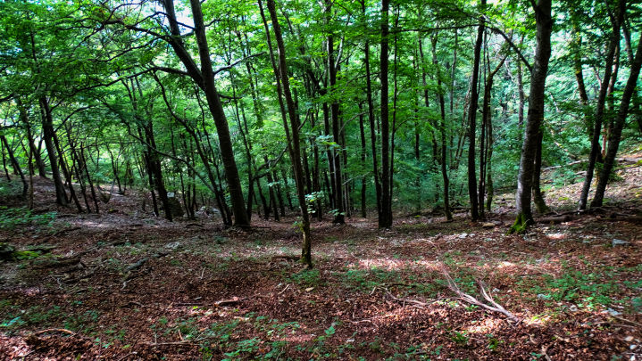 forêt domaniale d'exception du massif de la  chartreuse