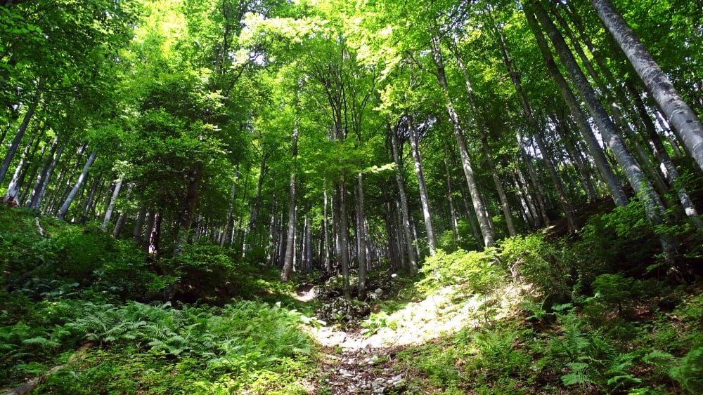 randonnée au passage du Fourneau  massif de la Chartreuse