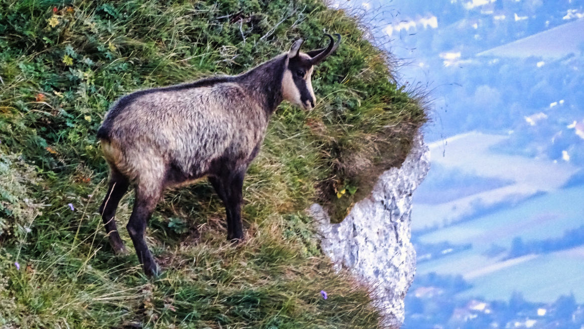 Chamois Dent de Crolles randonnée en Chartreuse