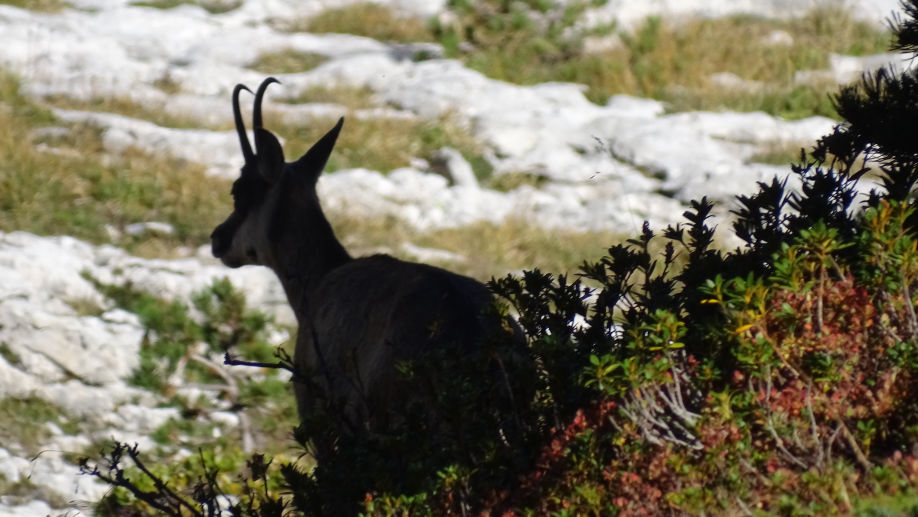 Chamois photos animalières des alpes randonnée en chartreuse par baw