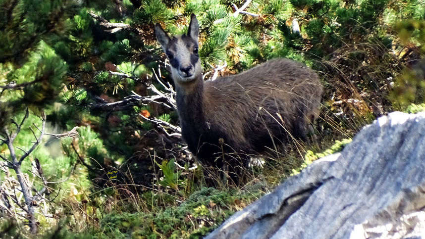 Chamois photos animalières des alpes randonnée en chartreuse