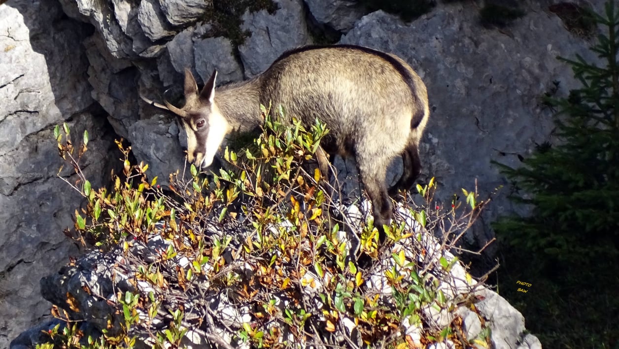 Les chamois du massif de la Chartreuse par BAW
