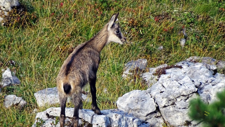  Chamois massif de la Chartreuse