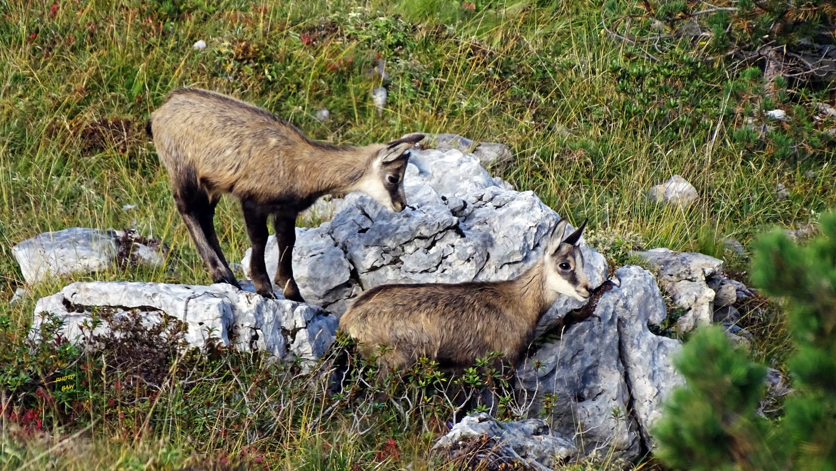 randonnée en chartreuse et les chamois