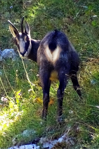 Chamois randonnée dans le massif de la Chartreuse