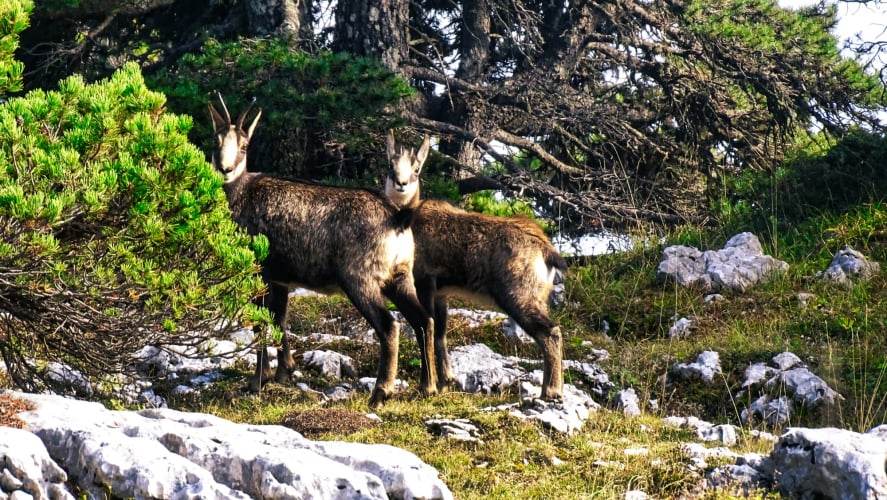 pas de l'Écureuil Chamechaude randonnée en chartreuse