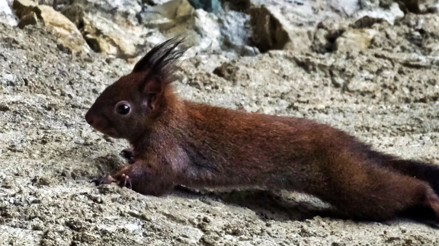 pas de l'Écureuil Chamechaude randonnée en chartreuse