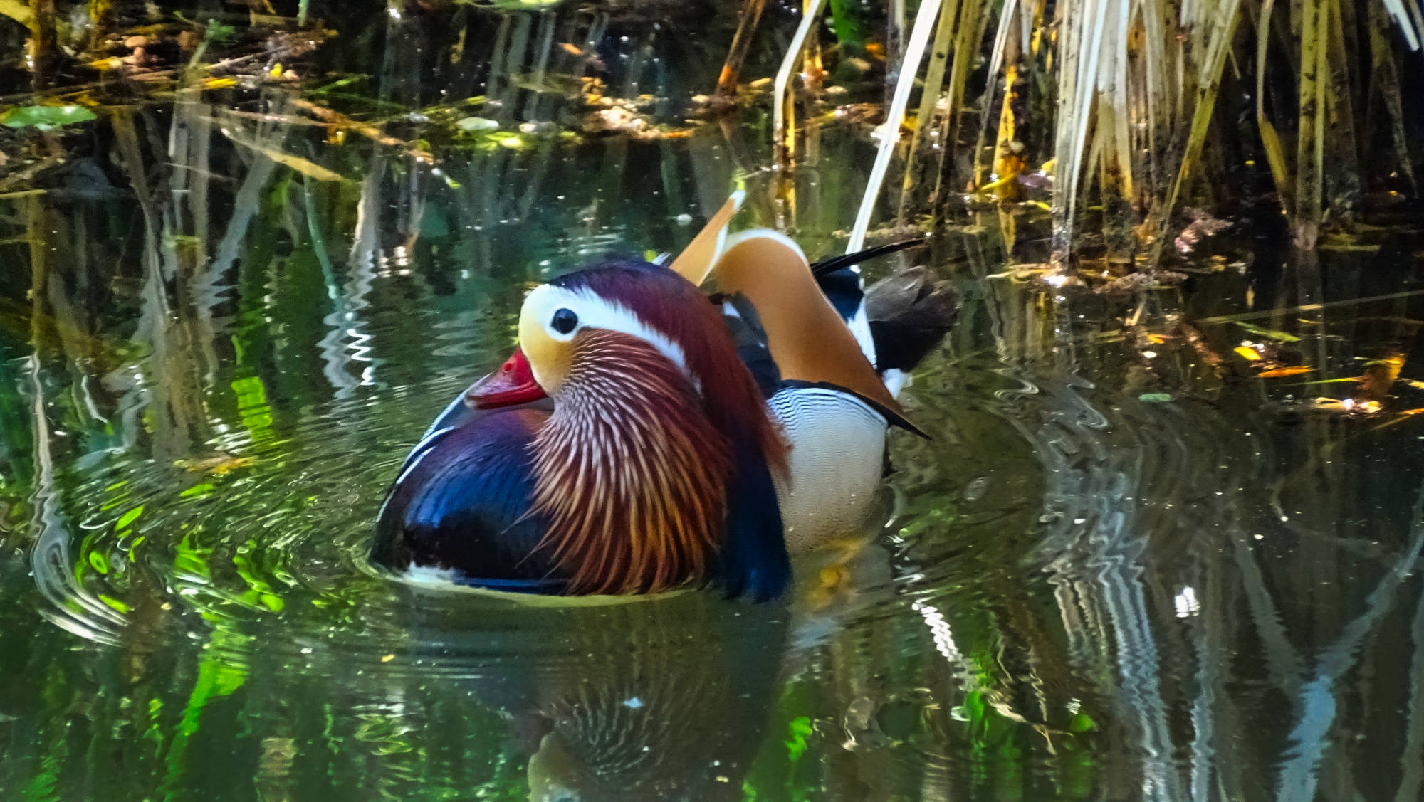 canard mandarin chartreuse