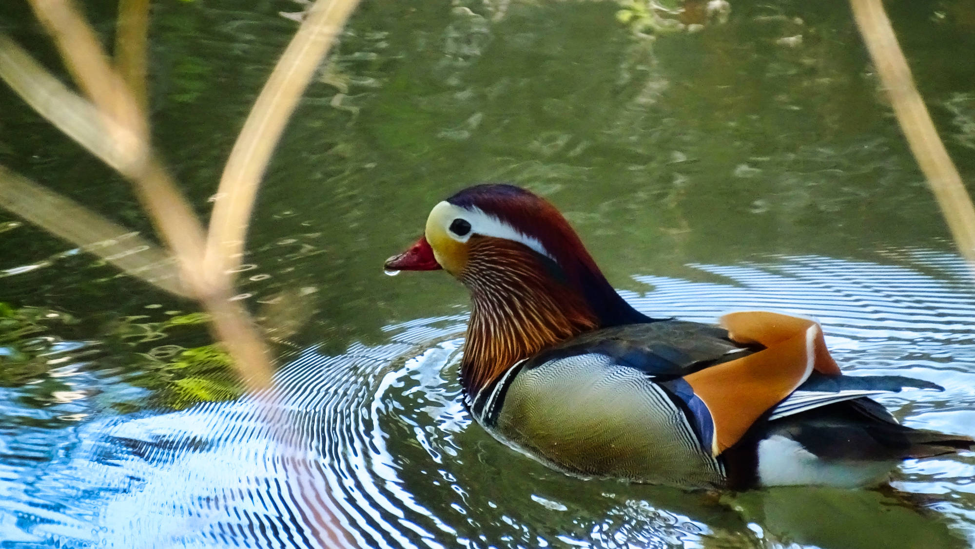canard mandarin chartreuse