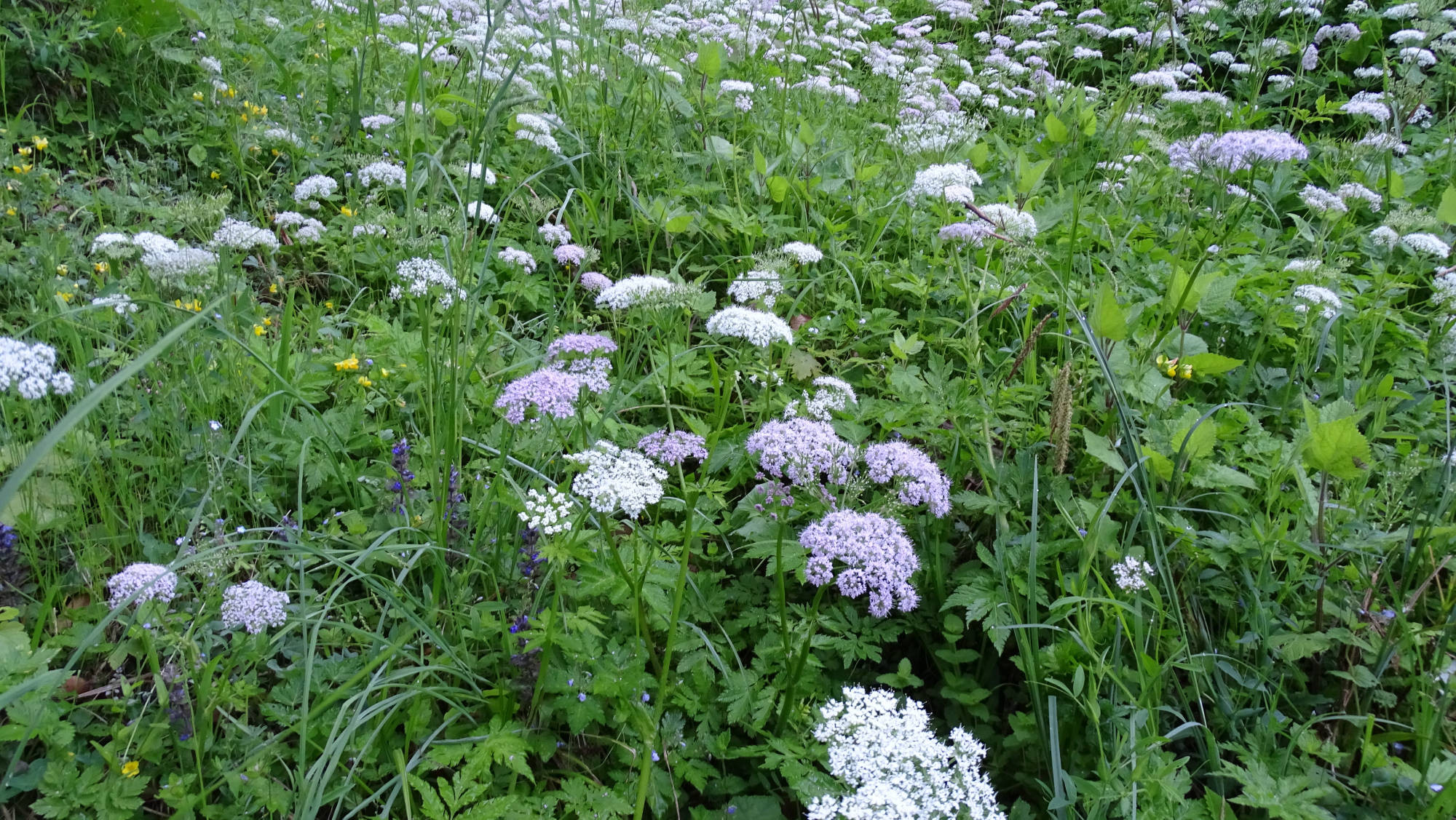 Le Guiers mort randonnée en Chartreuse