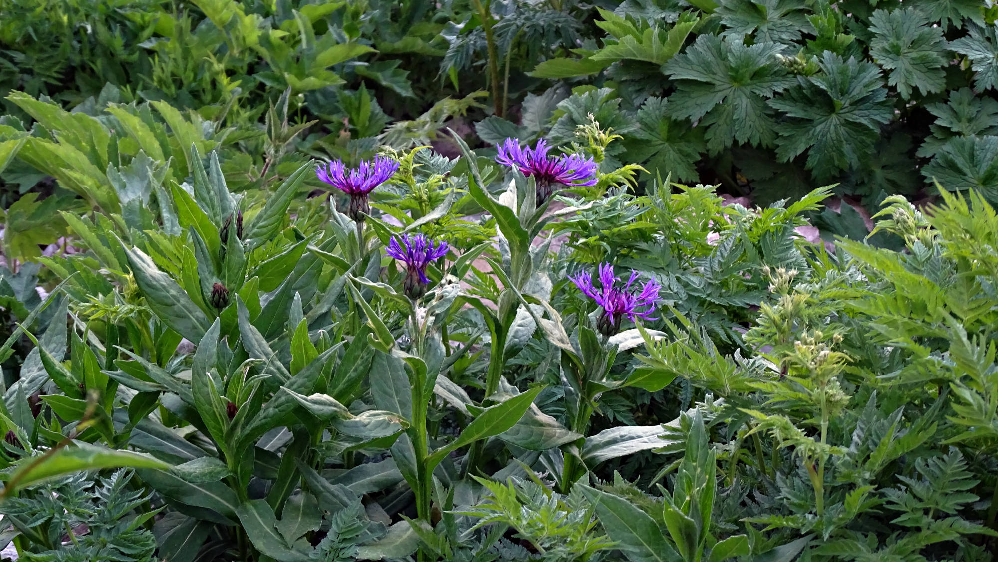 Le Guiers mort randonnée en Chartreuse