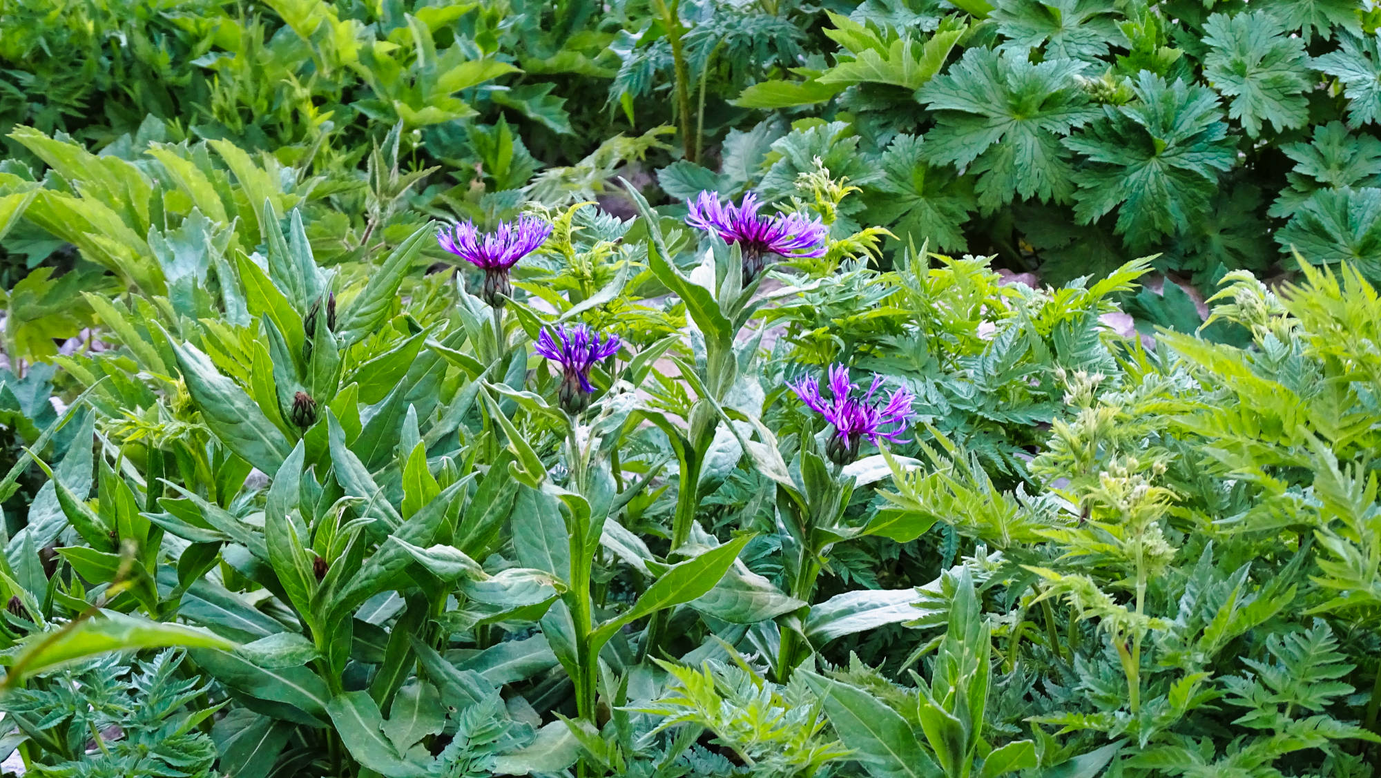 Le Guiers mort randonnée en Chartreuse