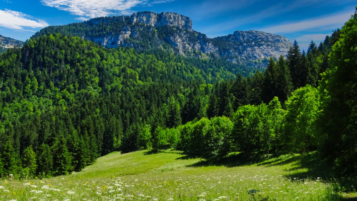 forêt domaniale d'exception du massif de la  chartreuse