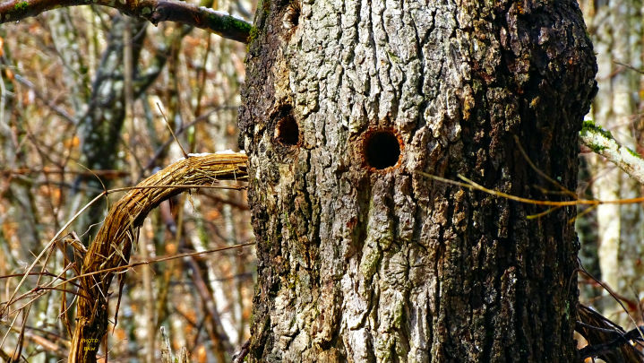 forêt domaniale d'exception du massif de la  chartreuse