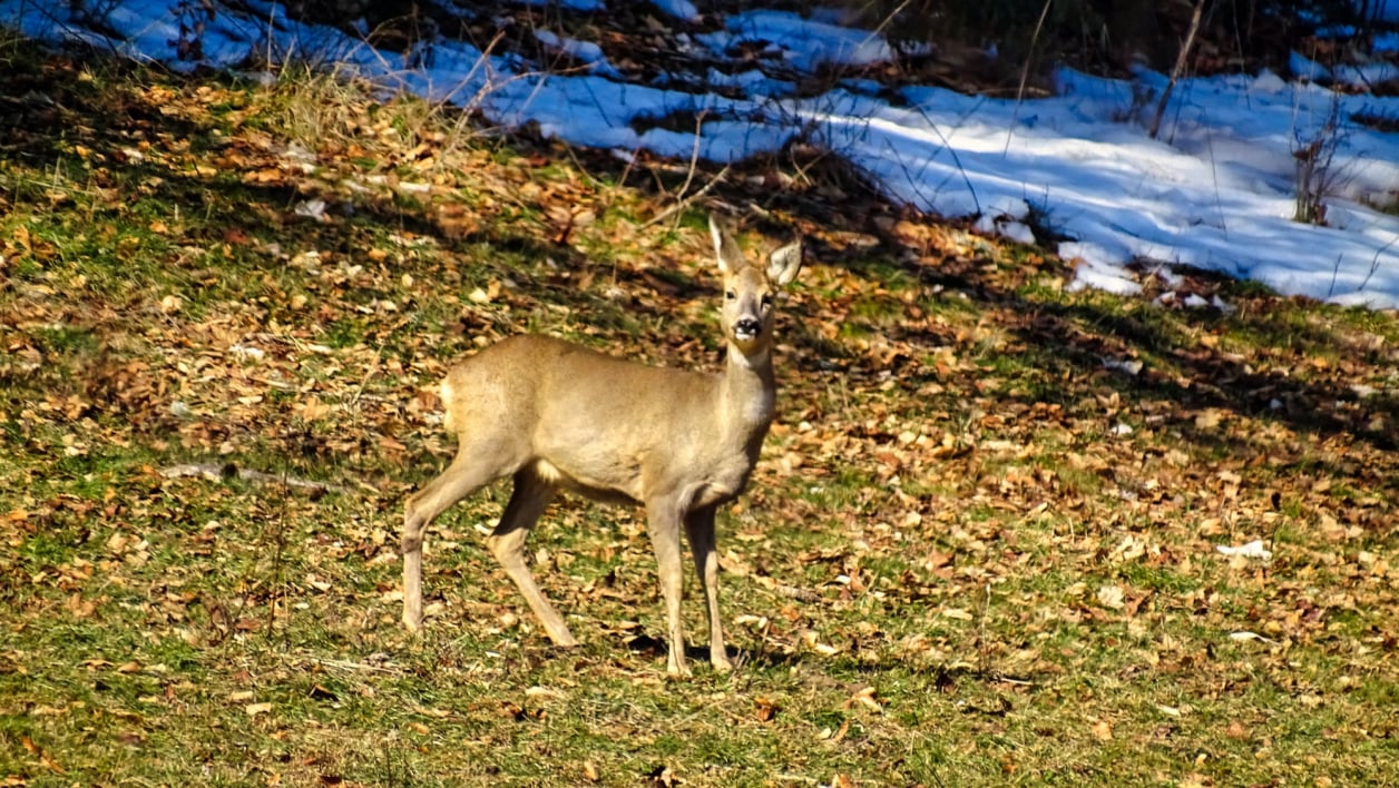 Les chevreuils  du massif de la Chartreuse par BAW