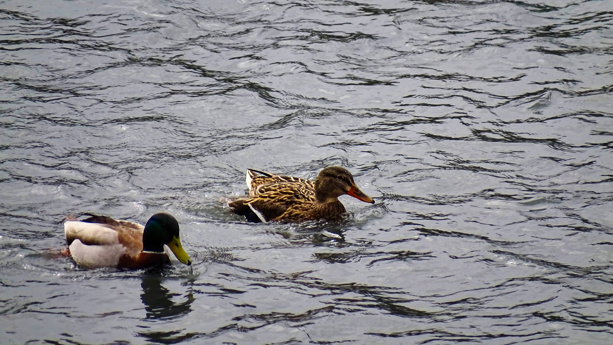 canard mandarin chartreuse