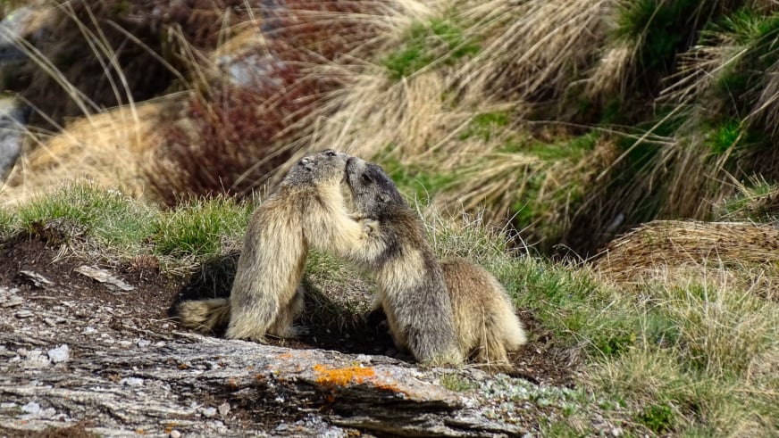Marmotte massif de la  Chartreuse par BAW