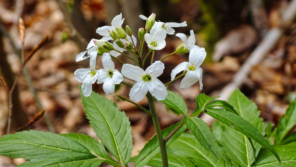 Flore Cardamine randonnée en Chartreuse
