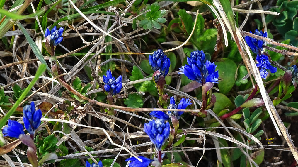 Flore Polygala des Alpes randonnée en Chartreuse
