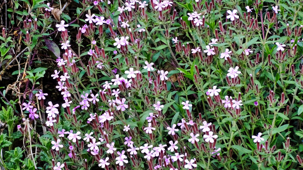 Flore Saponaire randonnée en Chartreuse