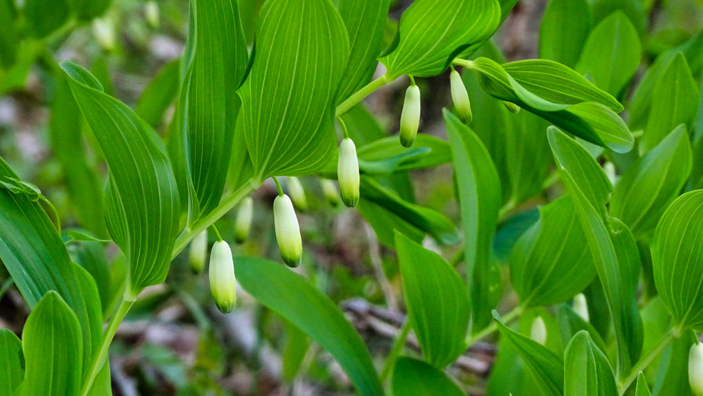 Flore Sceau de Salomon randonnée en Chartreuse