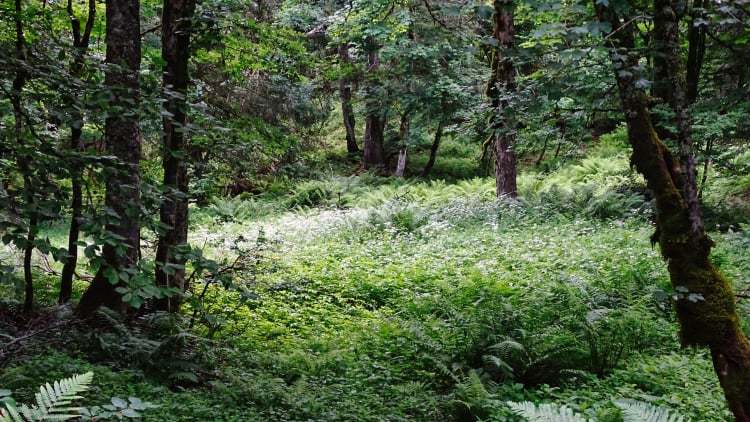 Randonnée Grande Sure massif de la Chartreuse
