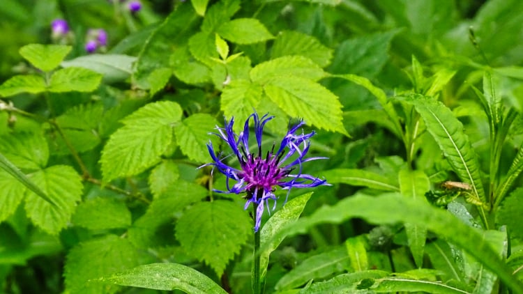 Flore La Grande Sure randonnée massif Chartreuse