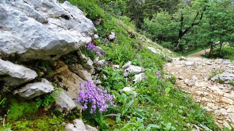 Randonnée Grande Sure massif de la Chartreuse
