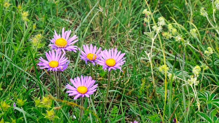 Flore La Grande Sure randonnée massif Chartreuse