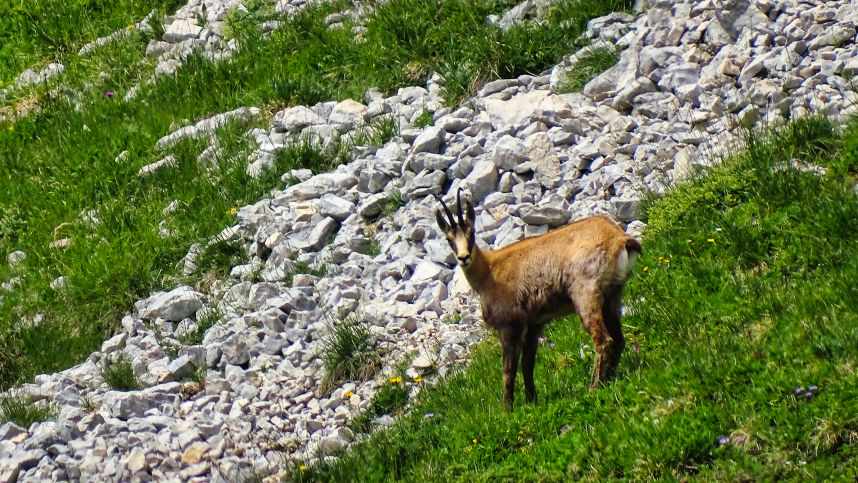 Chamois photos animalières des alpes randonnée en chartreuse