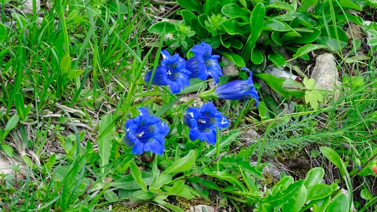 Flore La Grande Sure randonnée massif Chartreuse