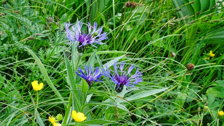 Flore La Grande Sure randonnée massif Chartreuse