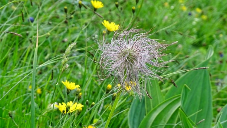 Flore La Grande Sure randonnée massif Chartreuse