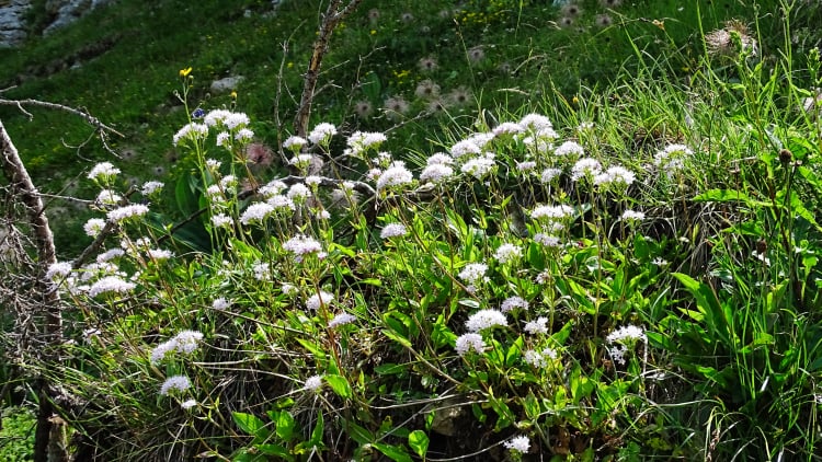 Flore La Grande Sure randonnée massif Chartreuse