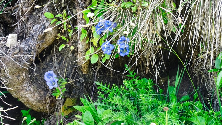 Flore La Grande Sure randonnée massif Chartreuse
