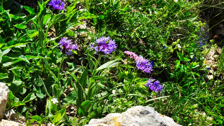 Flore La Grande Sure randonnée massif Chartreuse