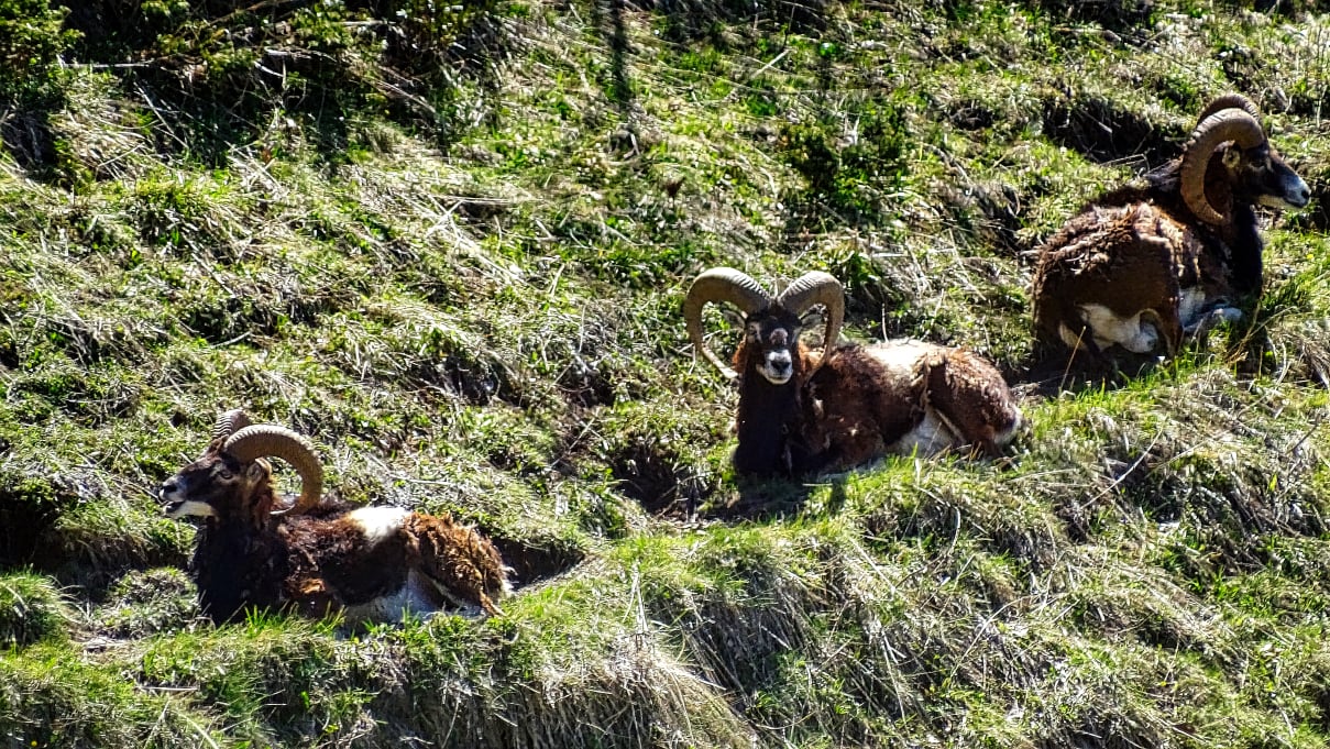 Mouflons massif de la  chartreuse en randonnée 