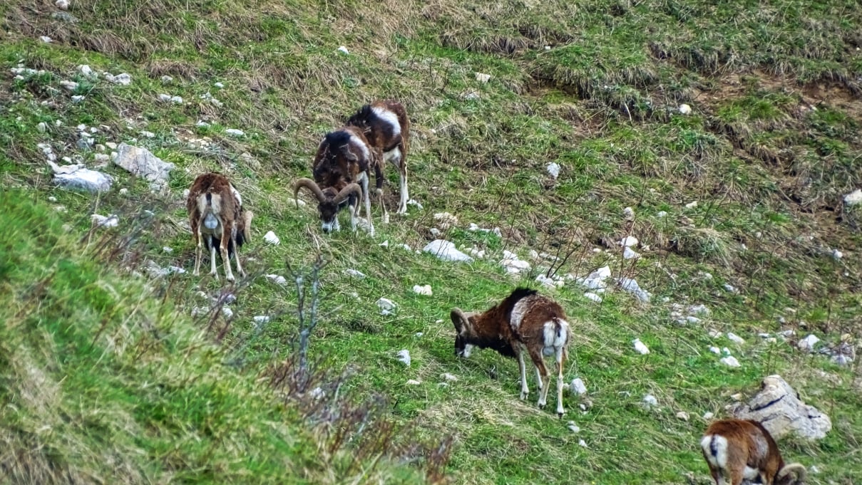 Mouflons massif de la  chartreuse en randonnée 